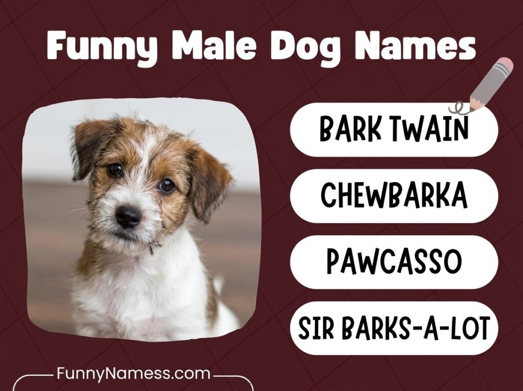 Funny Male Dog